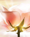 Bí Mật Về Hoa Hồng Và Hương Thơm KODO