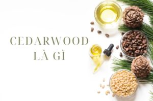 Cedarwood là gì? Công dụng và lợi ích của cây Tuyết Tùng