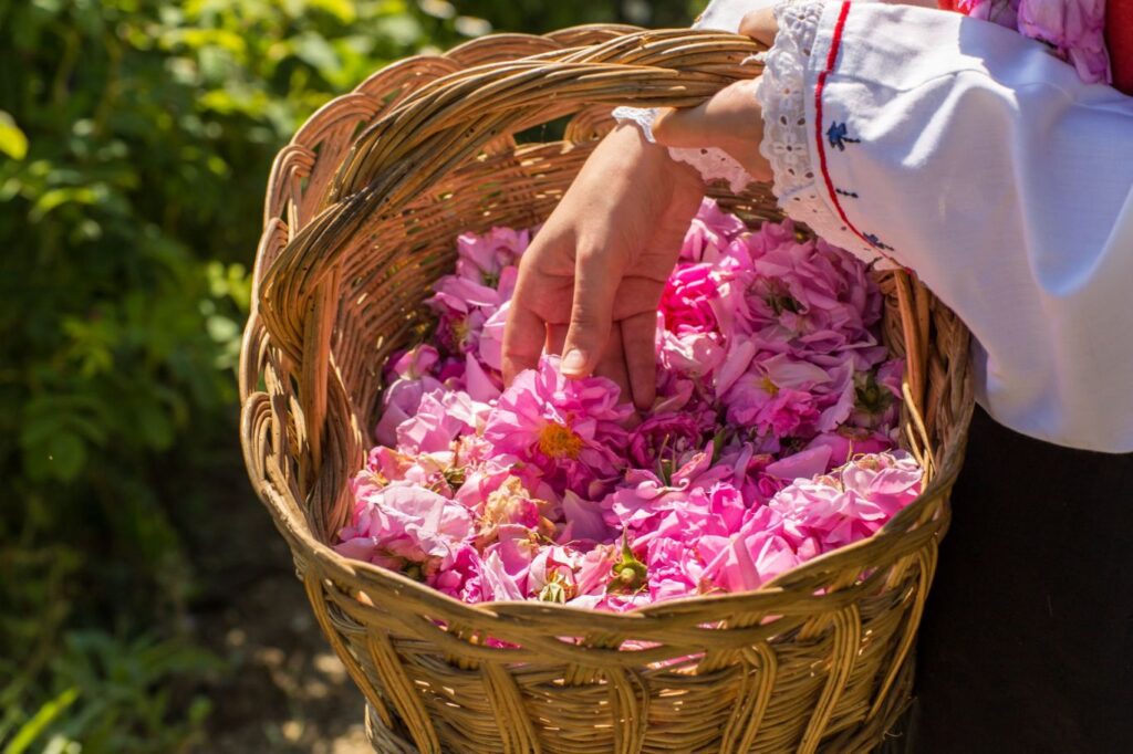 Bí mật về hoa hồng và hương thơm Kodo