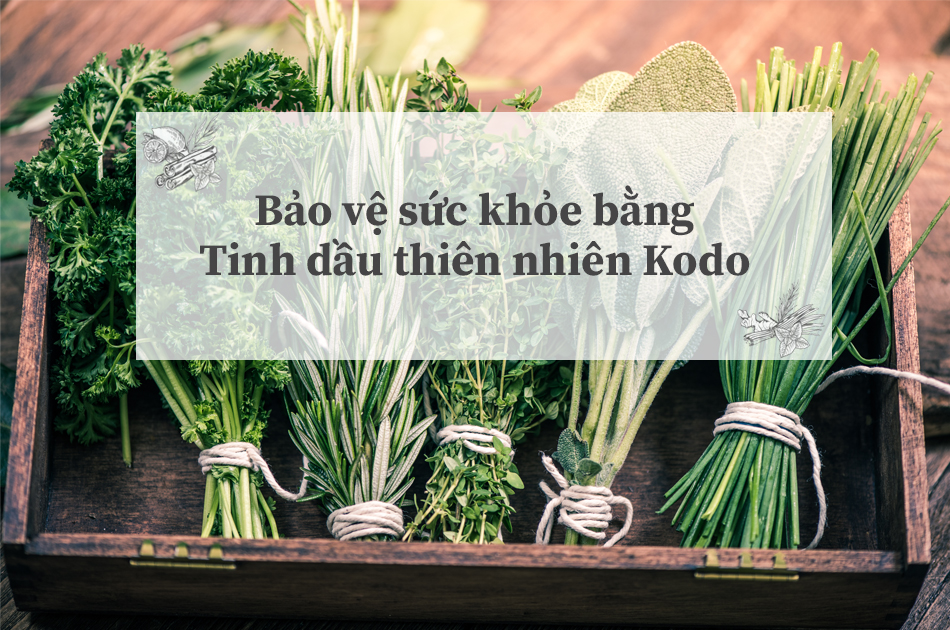 Bảo vệ sức khỏe bằng tinh dầu thiên nhiên Kodo