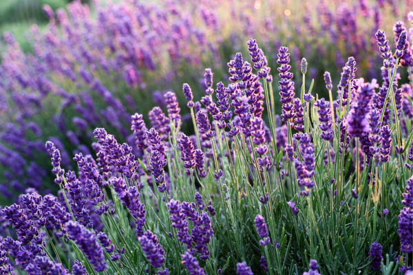 lavender là gì 1