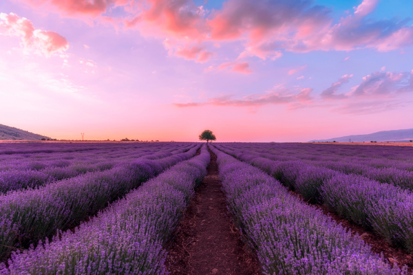 lavender là gì 2