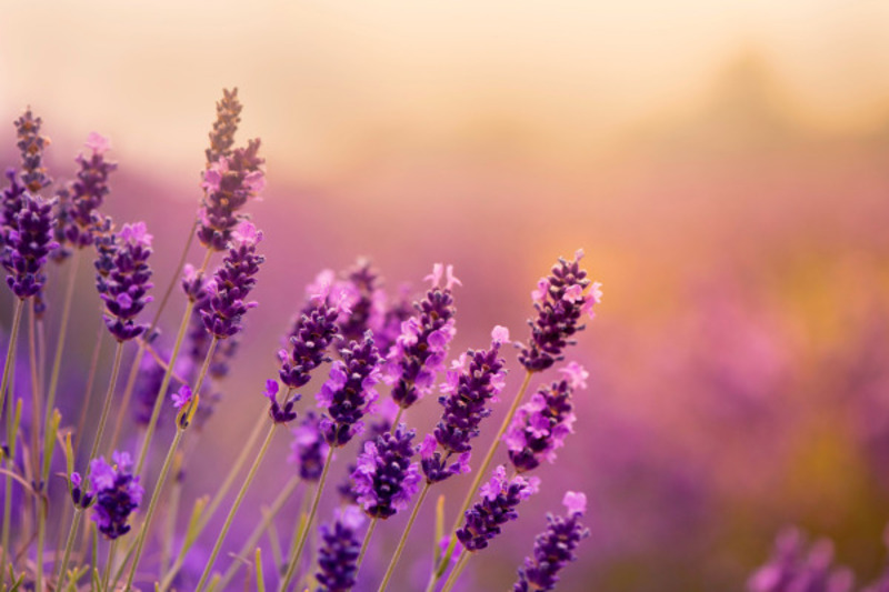 lavender là gì
