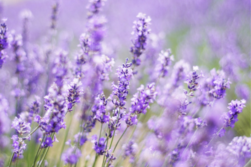 lavender là gì