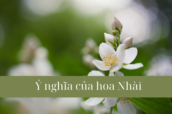 ý nghĩa của hoa nhài