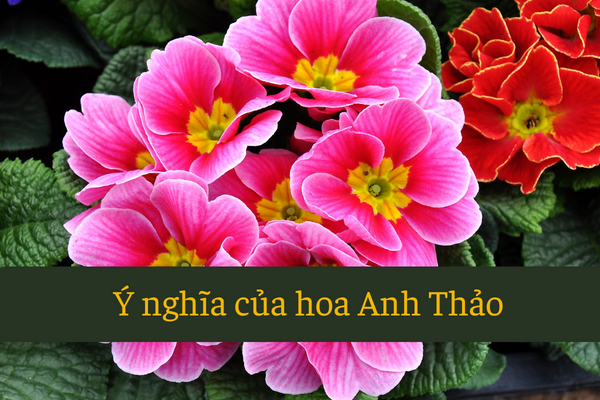 ý nghĩa hoa anh thảo 6