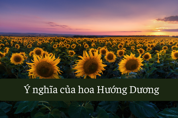 ý nghĩa hoa hướng dương