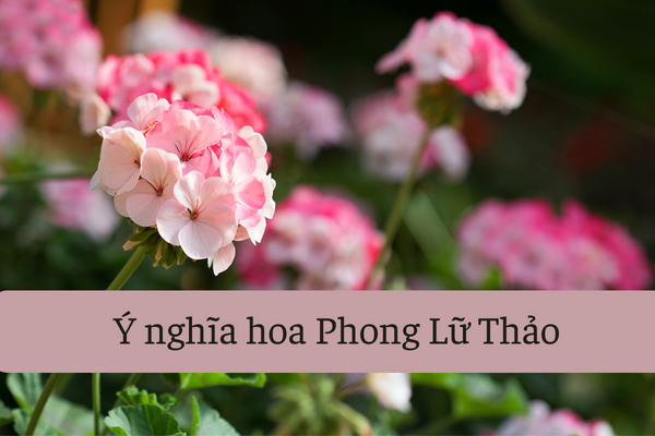 ý nghĩa hoa phong lữ thảo