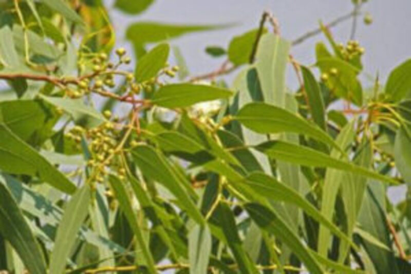 cách làm tinh dầu bạch đàn chanh