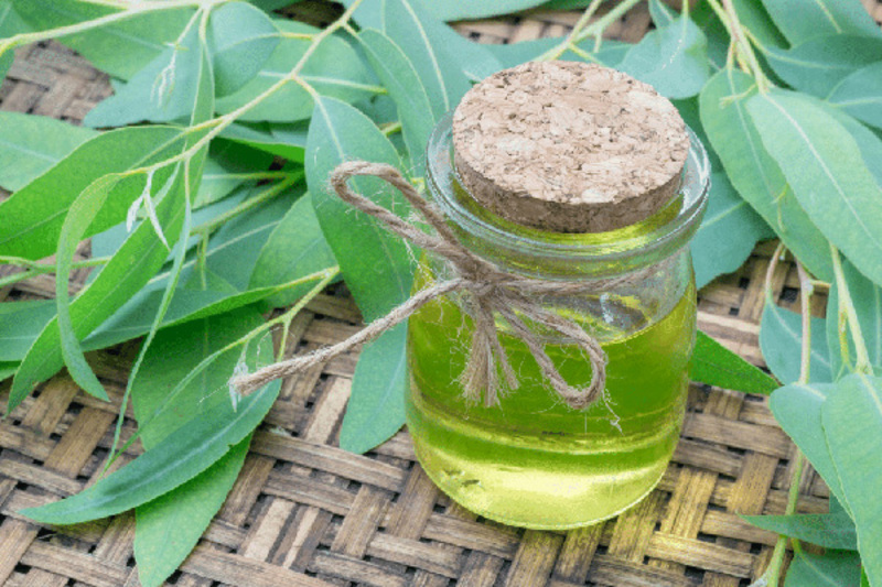 cách làm tinh dầu bạch đàn chanh